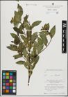 Foto von Salix mielichhoferi Saut.